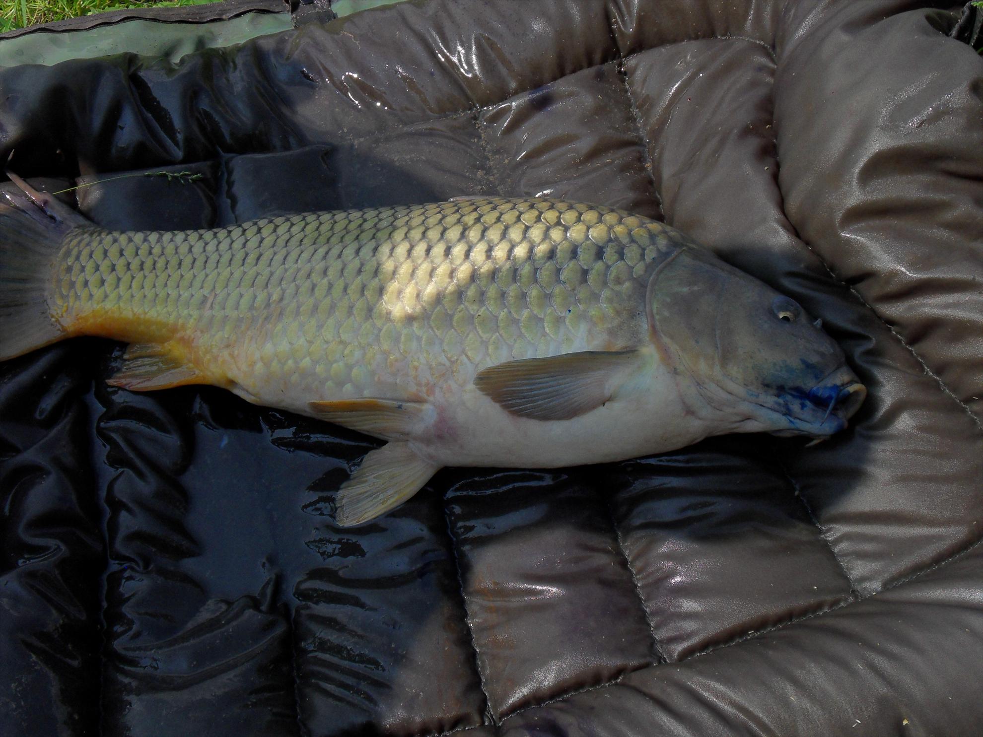 Cetariu 2011 - cetariu2011-025.JPG